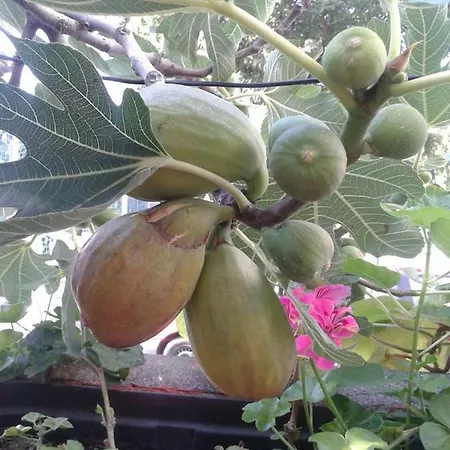 بيت ضيافة Смокинова Поморие بوموري